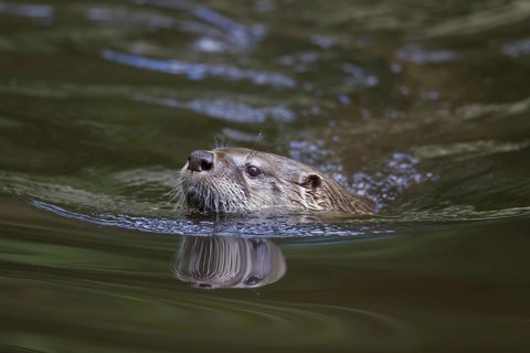 Close up of European river otter