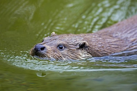 Close up of European river otter