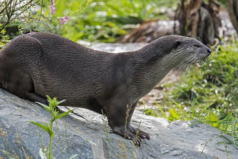 Smooth-coated otter