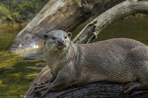 Smooth-coated otter