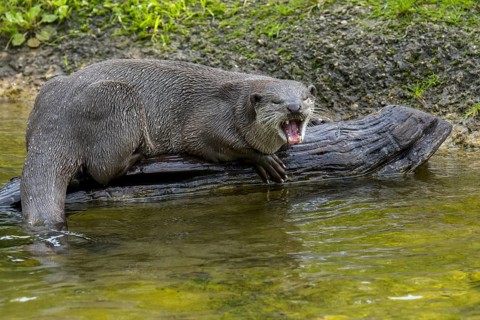 Smooth-coated otter