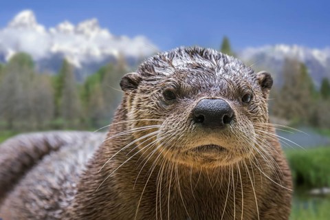 North American river otter