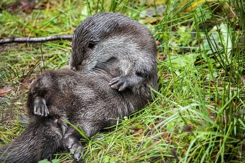 European River Otter