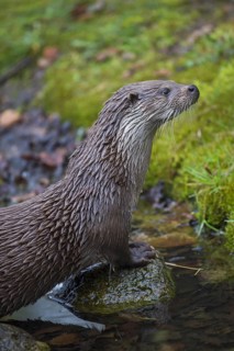Close up of European river otter