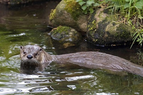 Eurasian otter