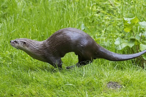 Eurasian otter