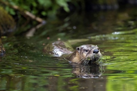 Eurasian otter