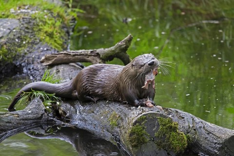 Eurasian otter