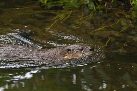Eurasian otter