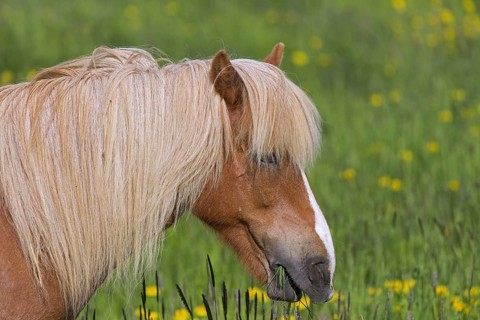 Close-up portrait of Palomino Icelandic horse