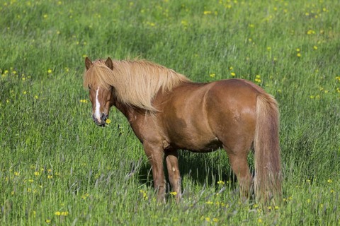 Brown Icelandic horse