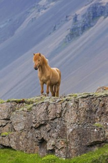 Brown Icelandic horse