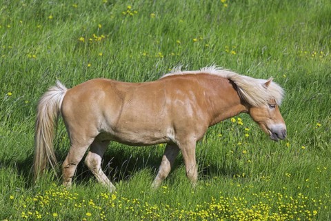 Palomino Icelandic horse