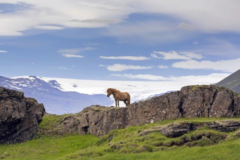 Brown Icelandic horse