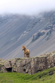 Brown Icelandic horse