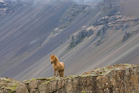 Brown Icelandic horse