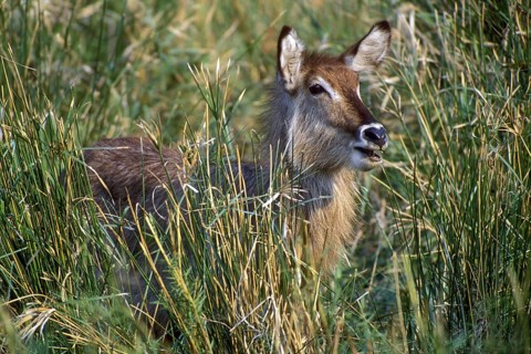 Waterbuck