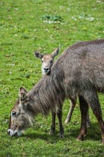 Waterbuck