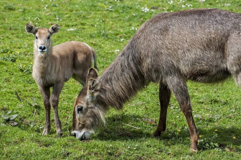 Waterbuck