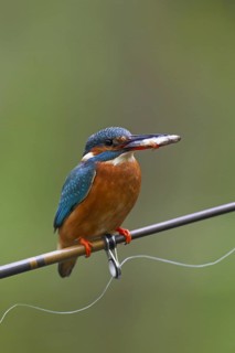 Common kingfisher