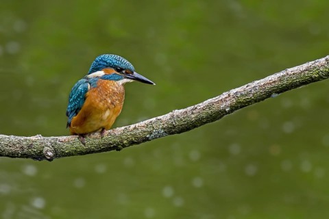 Common kingfisher