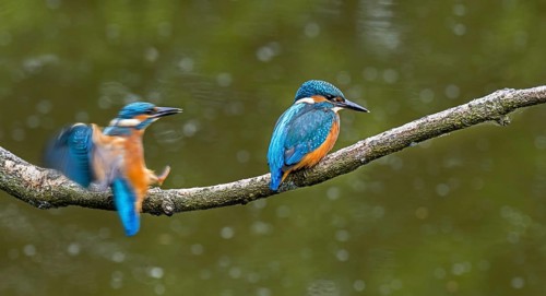 Two common kingfisher