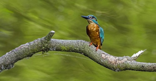 Common kingfisher