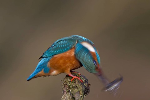 Common kingfisher