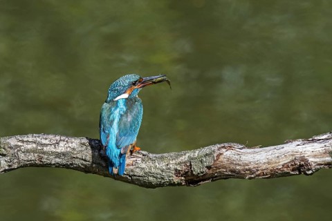 Common kingfisher