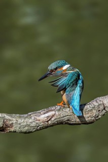 Common kingfisher
