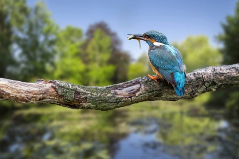 Common kingfisher