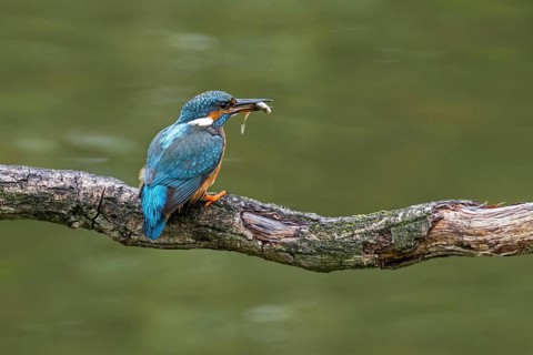 Common kingfisher