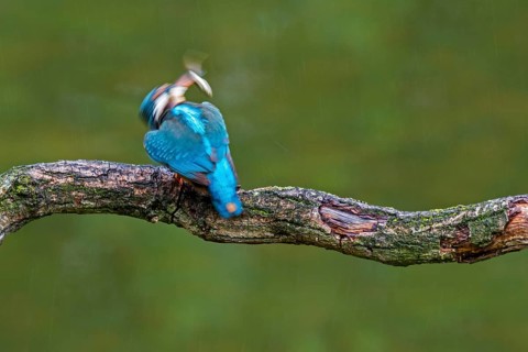 Common kingfisher