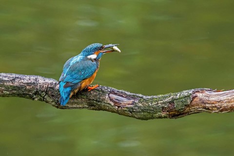 Common kingfisher