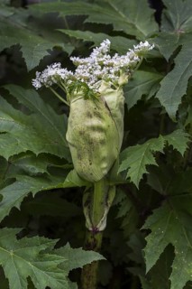 Giant hogweed