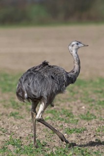 Greater Rhea
