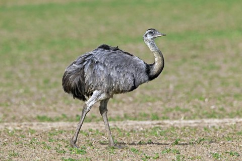 Greater Rhea