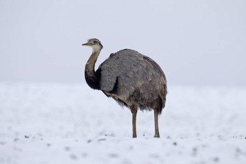 Greater Rhea