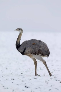Greater Rhea