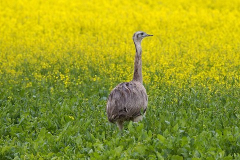 Greater rhea