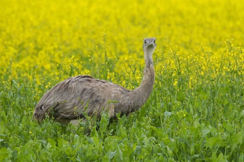 Greater rhea