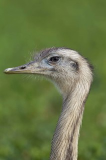 Greater rhea