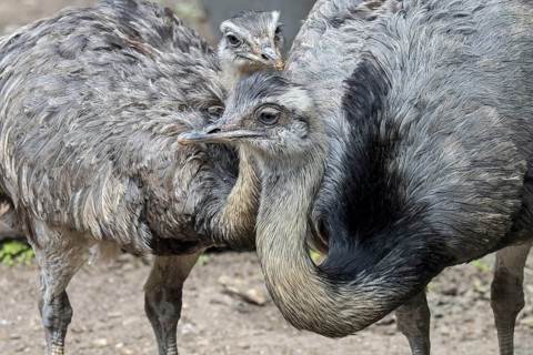 Greater rhea