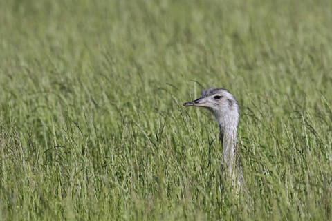 Greater rhea