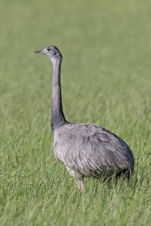 Greater rhea