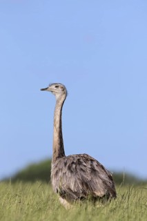 Greater rhea