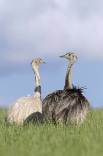 Greater rhea