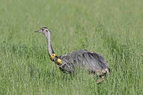 Greater rhea