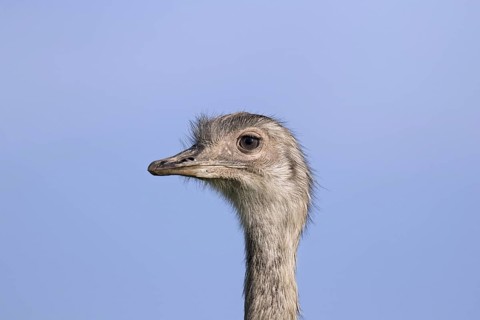 Greater rhea