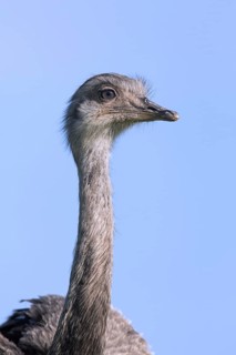 Greater rhea